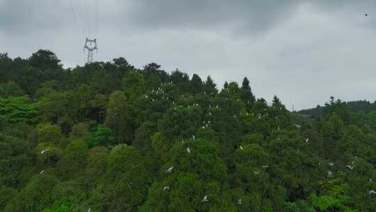 鹭鸶迁徙栖息在湖边树林1