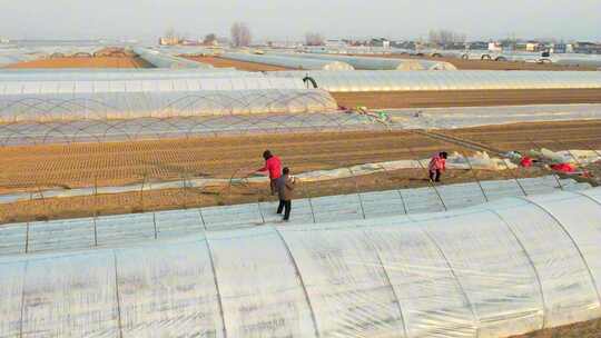 农民在田间搭建大棚的劳动景象