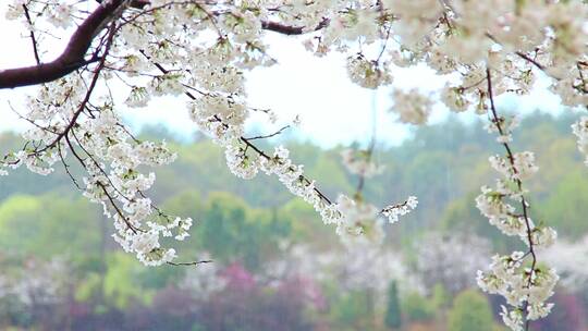 春日里天空下的樱花树