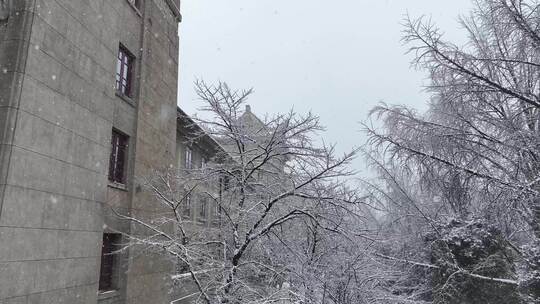 武汉大学樱花盖雪视频素材模板下载