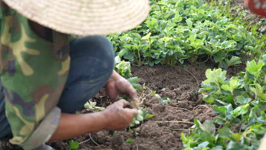 农民田间劳动种植蔬菜蔬菜大棚里的蔬菜草莓