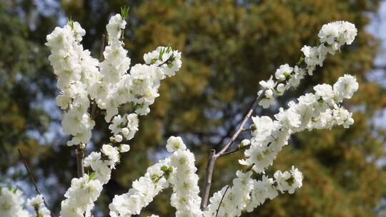 【镜头合集】白色梅花腊梅鲜花花朵