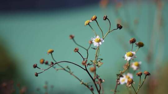 花，茎，野花，洋甘菊