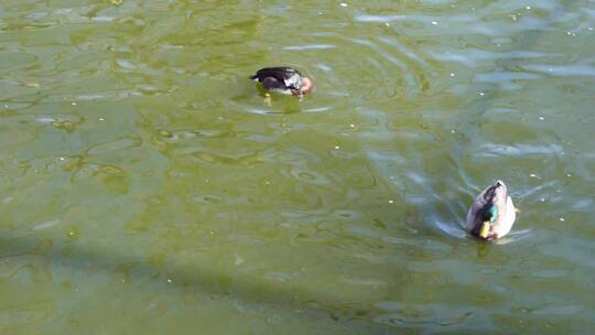 【镜头合集】春江水暖鸭先知水禽湖里的
