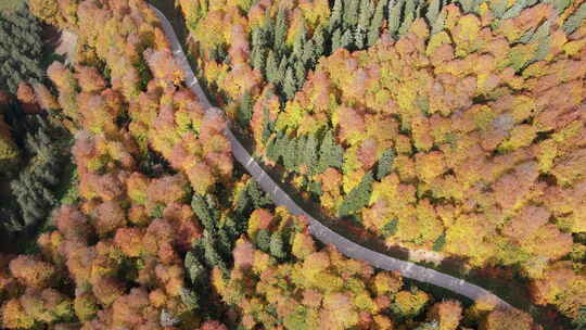 秋天森林里的路