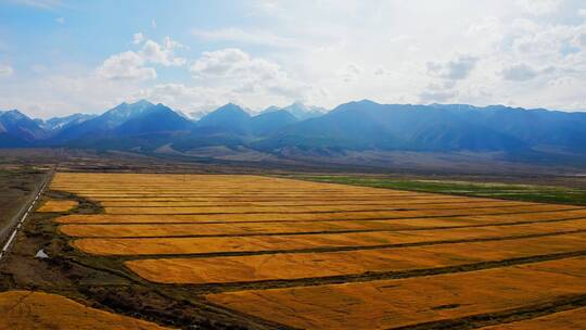 新疆哈密秋季的天山麦田视频素材模板下载