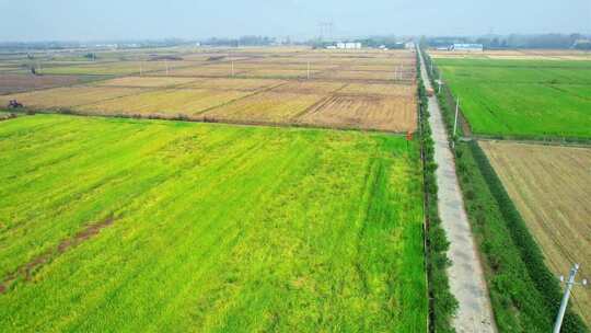 稻米农田种植基地上升工厂运输车