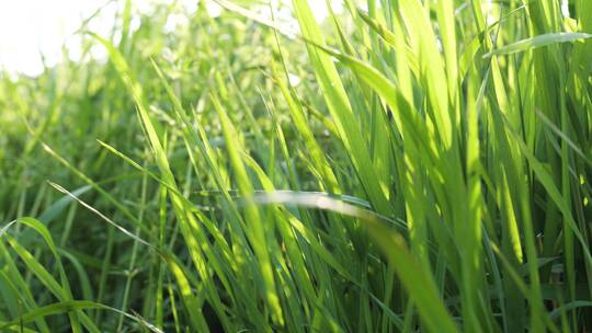 阳光照耀下的绿色青草嫩草