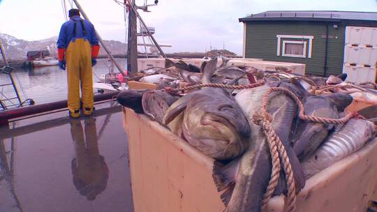 挪威码头上渔民卸载拖网视频素材模板下载