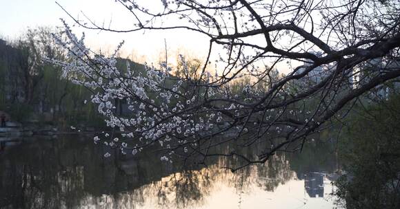 河边夕阳樱花