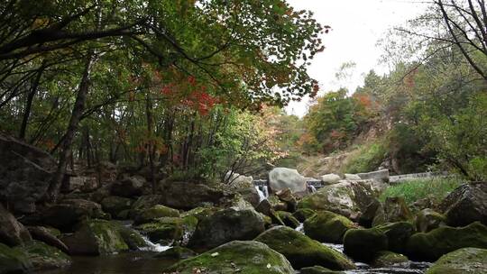 枫叶红了秋季风景