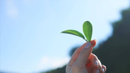 手拿茶叶逆光 采茶