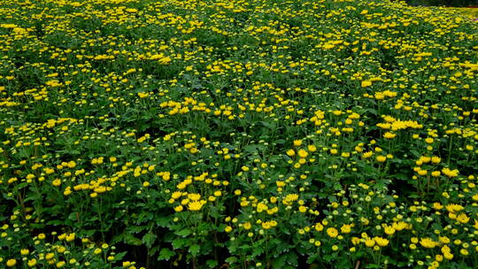 公园花坛园艺 菊花 花园