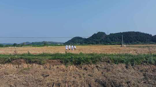 航拍天府粮仓农田农业耕地