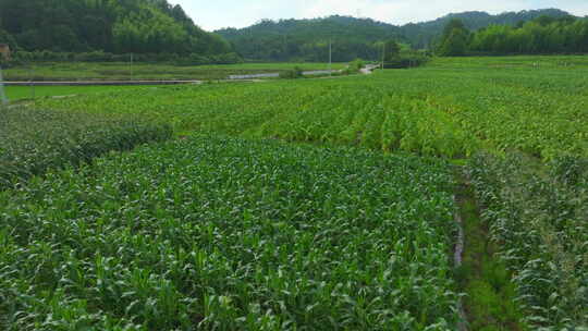 田野 庄稼 航拍