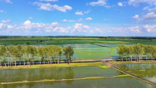 东北稻田地航拍/水稻
