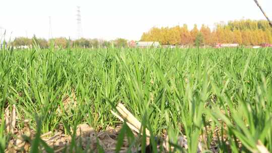 麦苗 田地 绿色 植物 农业作物 自然生态