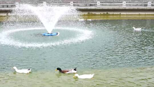 西安护城河鸭子戏水视频素材模板下载