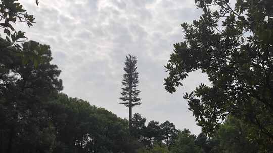 公园树林林间小路植物镜头位移