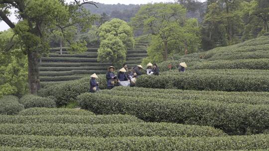 茶茶叶红茶艺采茶泡茶红茶山春茶道茶园农业