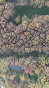 竖版航拍旅游景区南京秋天钟山5A景区