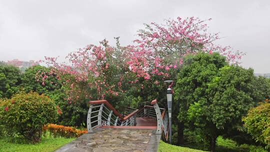 公园 生态 绿色 春季 季节视频素材模板下载