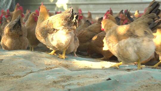 一群母鸡进食