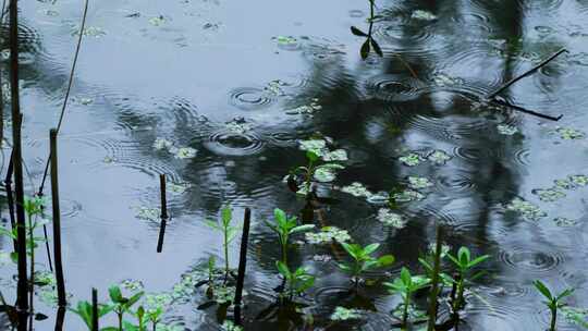 下雨天池塘里的水草和雨滴泛起的波纹和涟漪