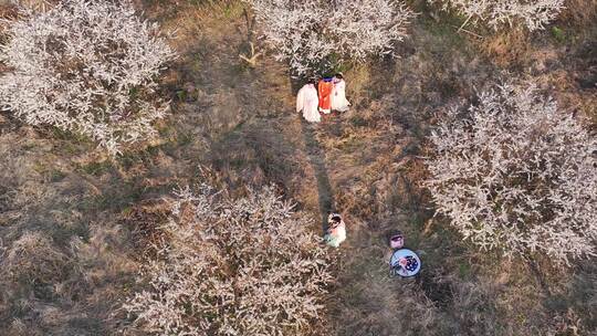 中国广东省广州市从化区广州流溪东星村梅花