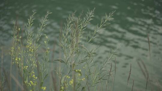 湖边的草