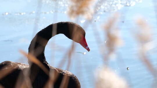 一只黑天鹅在湖中喝水