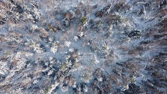 高空俯拍备大雪覆盖的柏树林视频素材模板下载