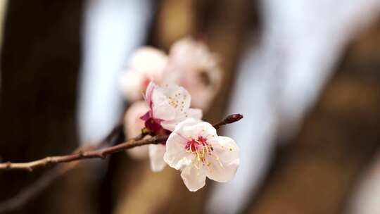 （合集）春天盛开的杏花花朵