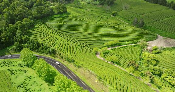 种植园，梯田，茶，绿色