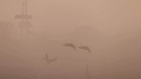 晨雾中飞行的鸿雁、豆雁
