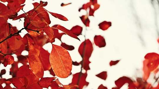 秋天阳光下的红叶随风飘动