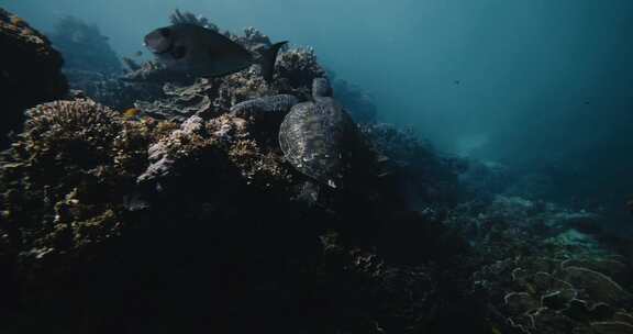 海龟，水下，海，海洋