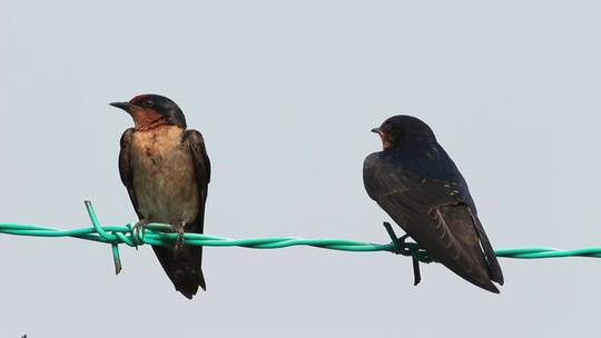 两只鸟在金属线上休息