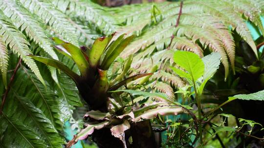 【镜头合集】藤蔓爬山虎热带植物叶片叶子