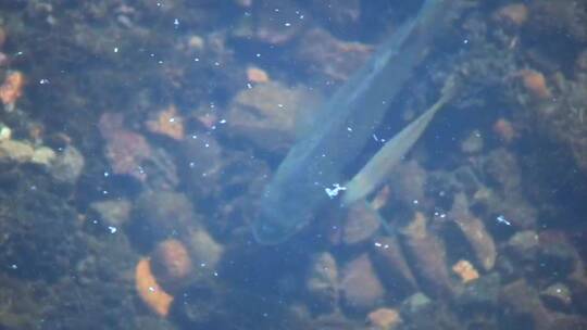 蓝鳍鱼在俄勒冈湖游泳
