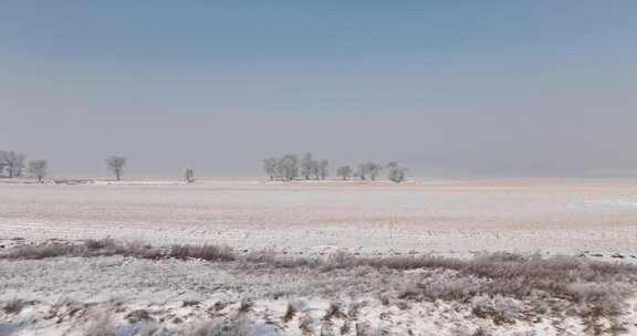 雪后开阔田野及树木的冬日风光