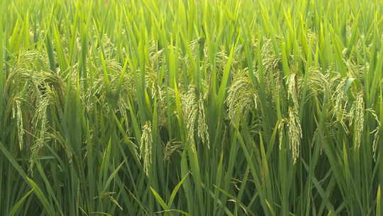 夏末初秋水稻即将成熟大米