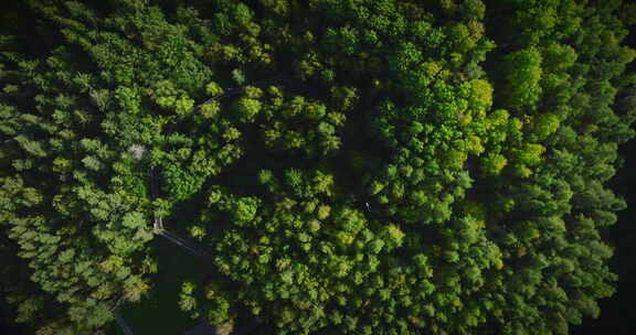位于东欧立陶宛安尼克斯艾的树梢人行道的美丽鸟瞰图。顶部d