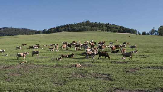 生态草原牛群放牧