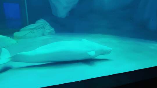 海洋公园白鲸游泳视频素材模板下载