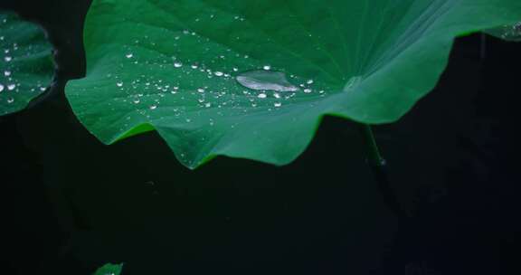 惊蛰节气雨中的荷叶