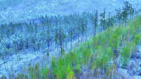 大兴安岭春季山林降雪