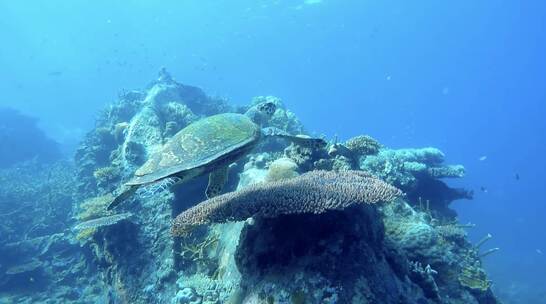海底 海龟 吃珊瑚 游动