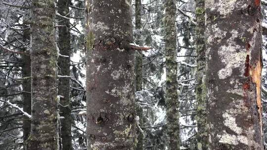 在白雪覆盖的森林里