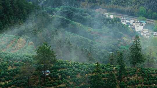 黄山毛峰茶园茶山绿茶